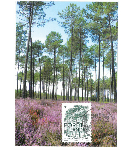 LA FORÊT DES LANDES